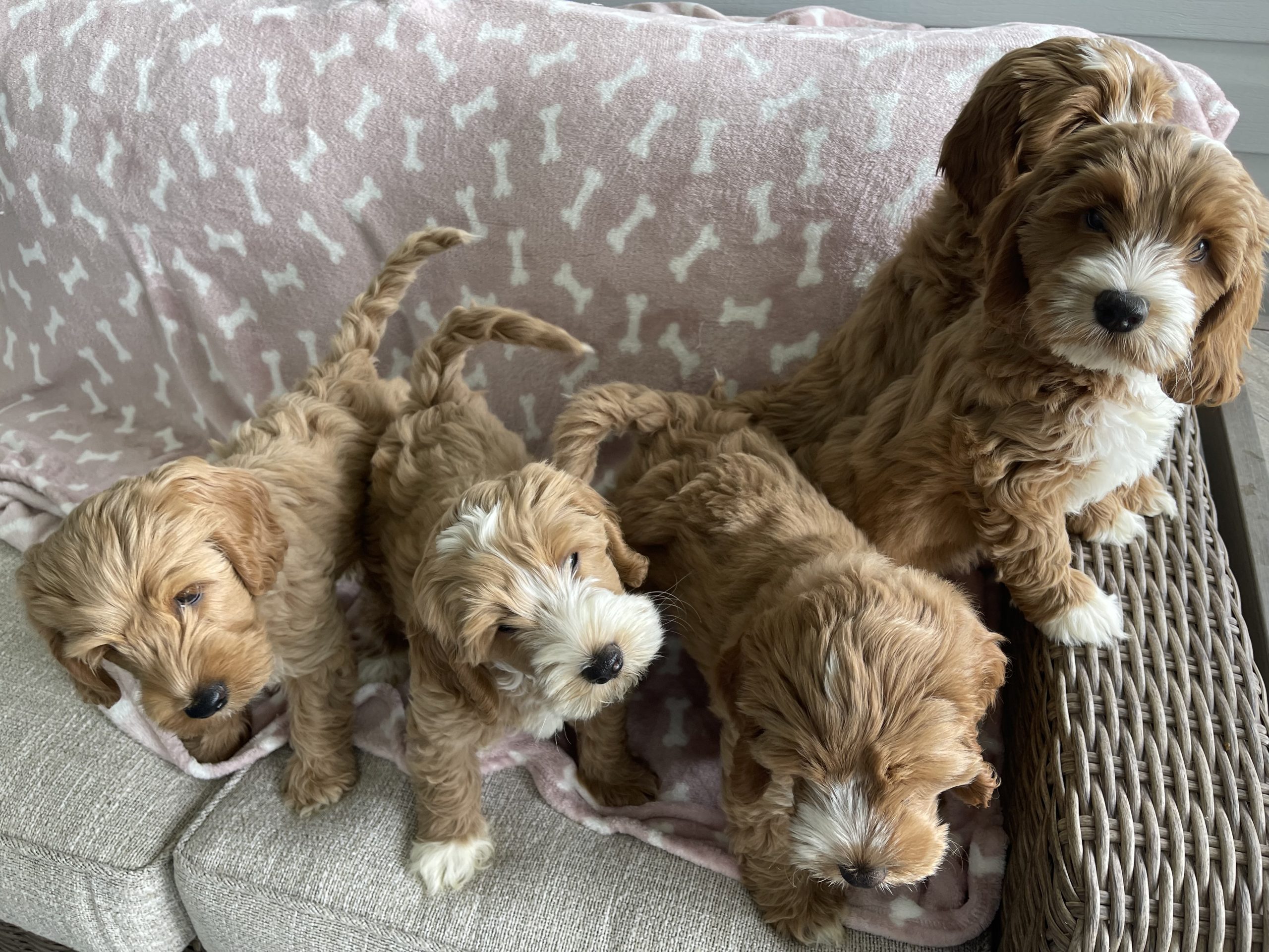 Darla's litter of five-puppies